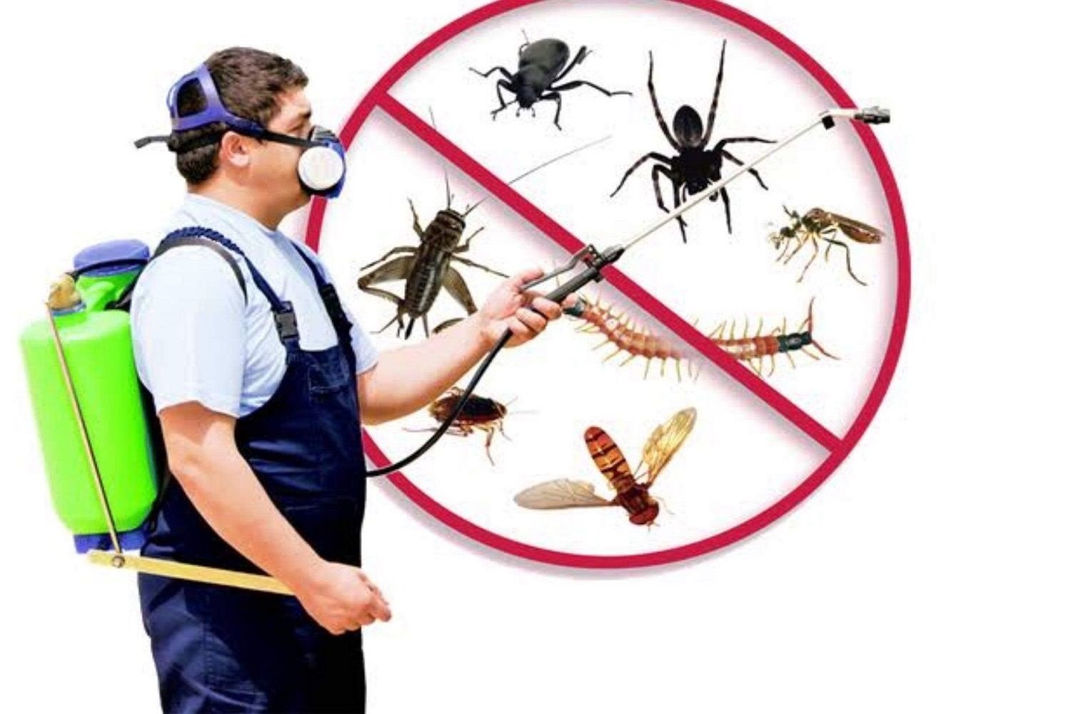 Controlling Pests with Effective Pest Control Services