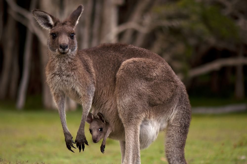 Things you should know about what do kangaroos eat