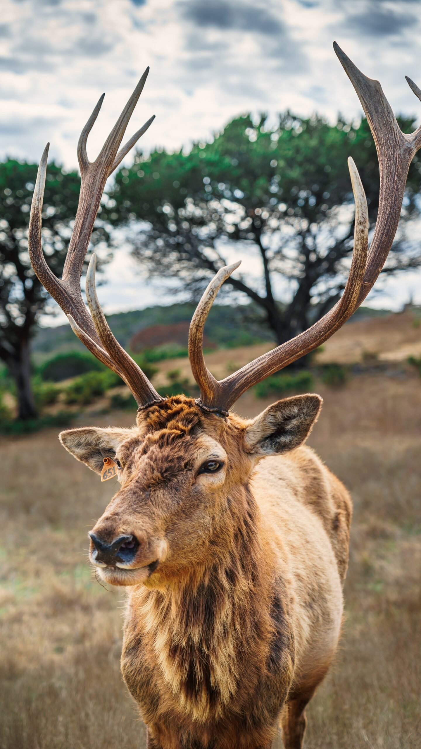 How to Prevent Arborvitae Deer Damage