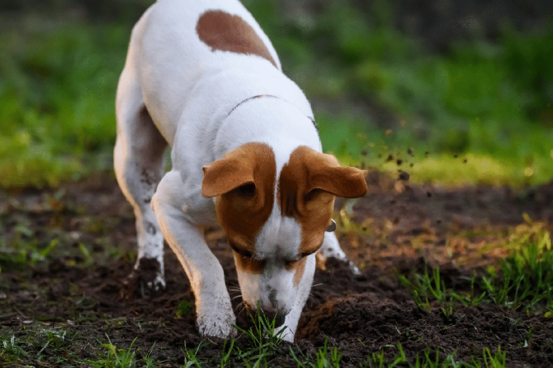 How To Stop Your Dog From Digging Holes In Your Yard
