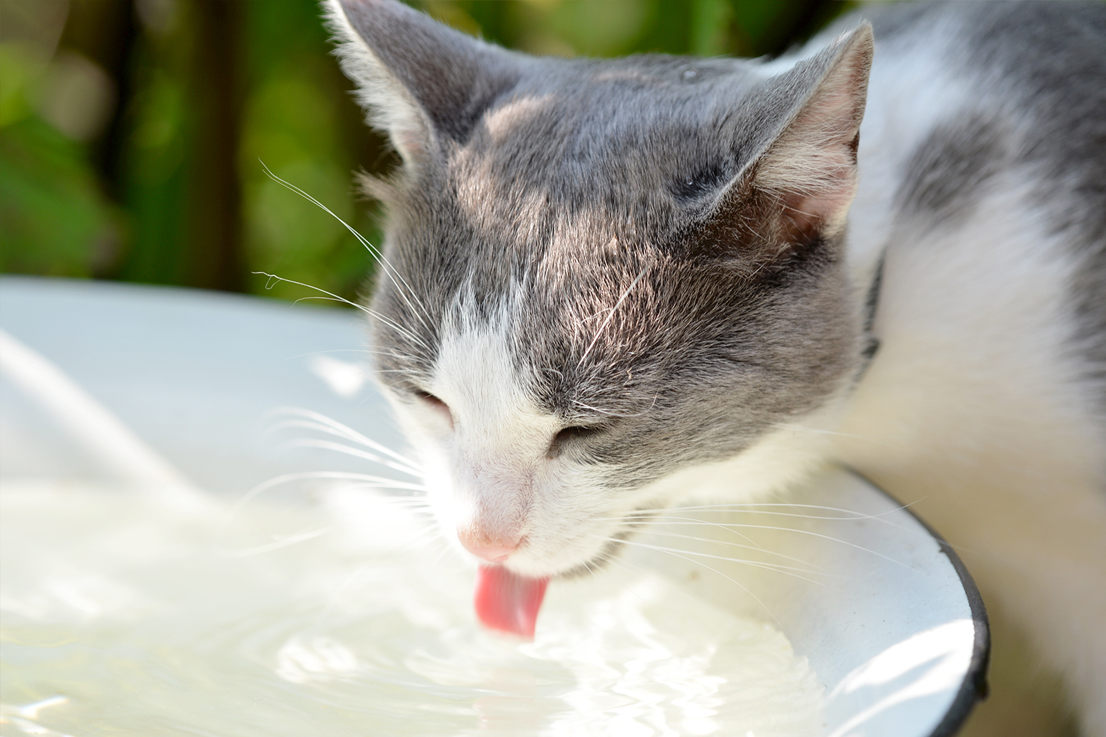 Dealing with Excessive Thirst and Drinking in Cats 